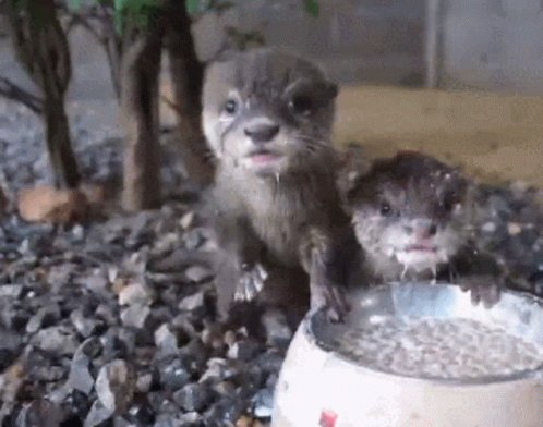 Otter Eating Otter Hungry GIF