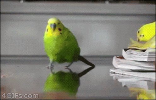 Parrot Fire GIF