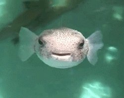 sad fish GIF