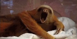 Sloth Reaction GIF