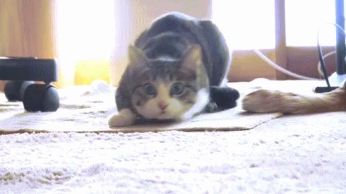 Wiggle Cute Cat GIF