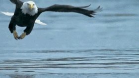 catching bald eagle GIF