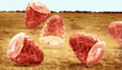 Ham Gammon GIF