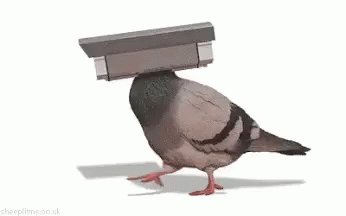 Bird Cam GIF