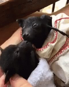 Adorable Animals Cute GIF