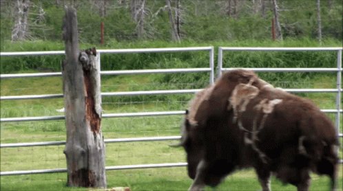 Strong Like Ox Ram GIF