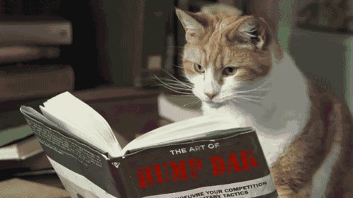 cat book GIF