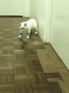 awkward cats GIF by Cheezburger