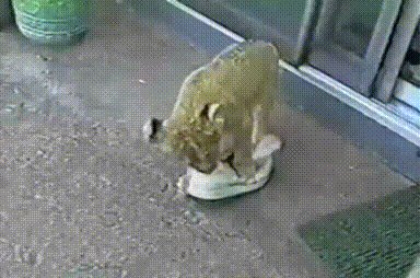 shoes lions GIF by Cheezburger