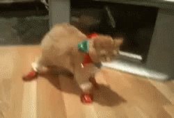 Cat Awkward GIF