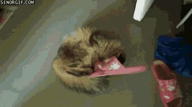 cat playing GIF by Cheezburger