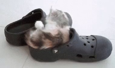 Kitten In Crocs GIF