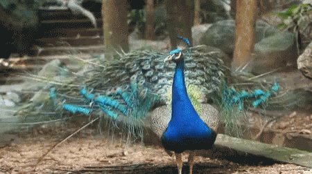 Beauty Peacock GIF