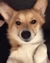 Dog Doge GIF