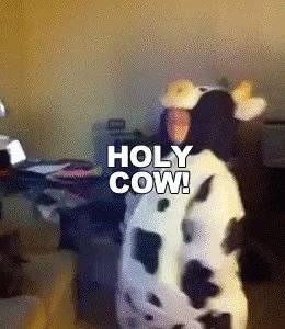 Holy Cow GIF