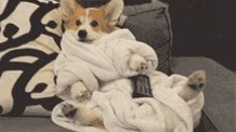 Corgi Dogs GIF