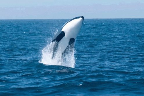 Whale Dive GIF