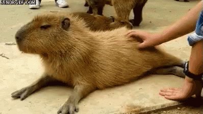 Coçando Uma Capivara GIF