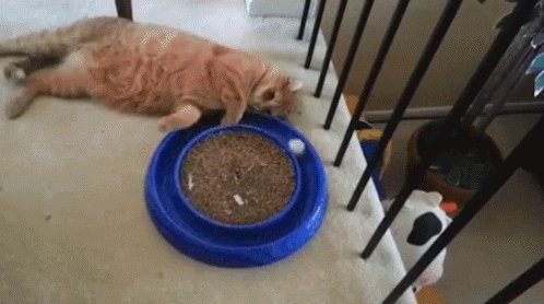 Bored Cats GIF