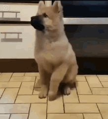 Dance Dog GIF