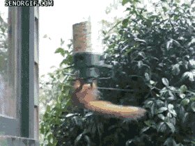 squirrel spinning GIF by Ch...