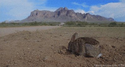 raising arizona bunny GIF by 20th Century Fox Home Entertain