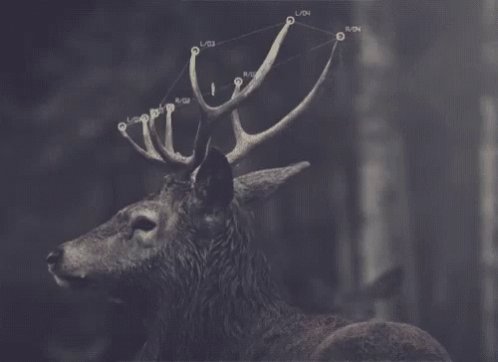 Dear Season GIF