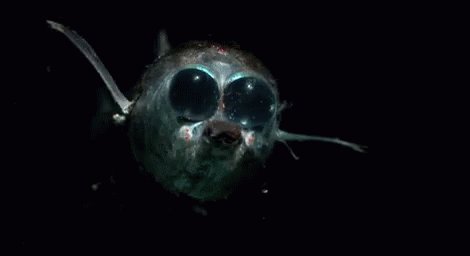 Deep Sea Fish Creature GIF