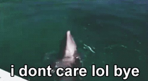 Dolphin Busy GIF