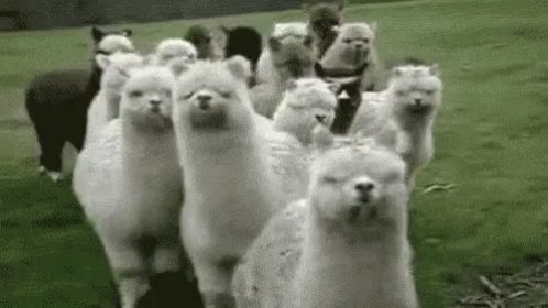Guess what day it is? Guess what day it is? National Llama🦙 Day. A cousin-ish to the camel, llamas are good guard animals and like to hum. Of course, they also have no time for drama. #LlamaDay #animalfacts https://t.co/ngkKXS1Cl3