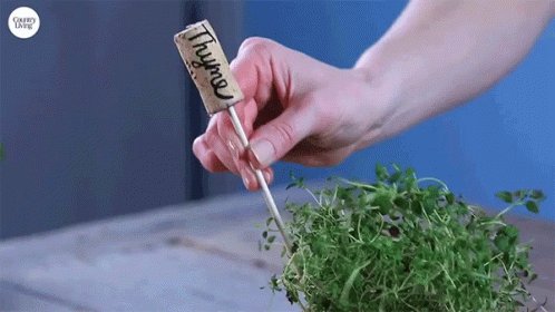 Herb Garden Makers Thyme GIF