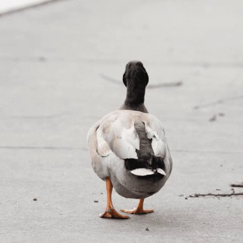 Dancing Duck GIF