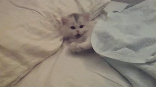 Kitty Kitten GIF