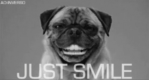 dog smiling gif