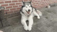 Anokee Malamute GIF