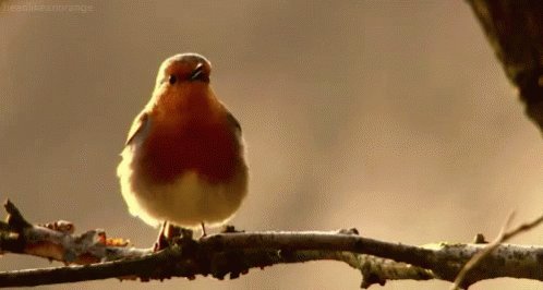 Canary Singing GIF