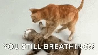 breathing cat gif