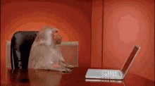 Work Office Monkey GIF