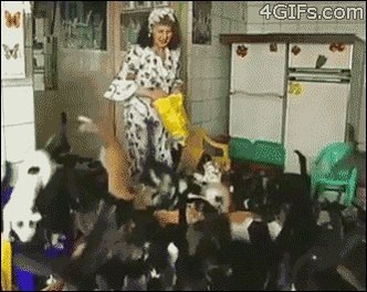 adopts cat lady GIF
