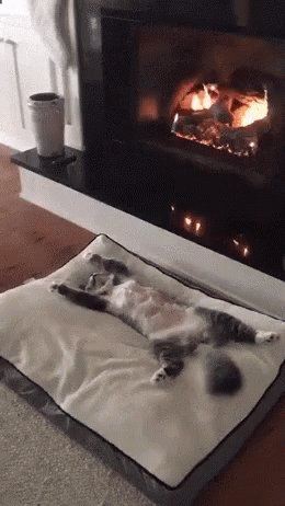 Cat Heat GIF