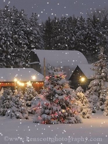 Christmas Tree GIF