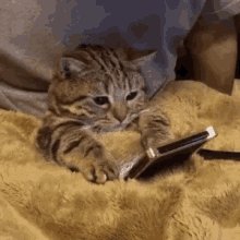 Tired Cat GIF