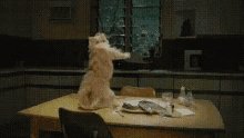 Funny Cat GIF