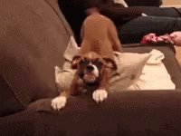 Dog Wagging Tail GIF