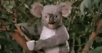 Random Koala Attack - Random GIF