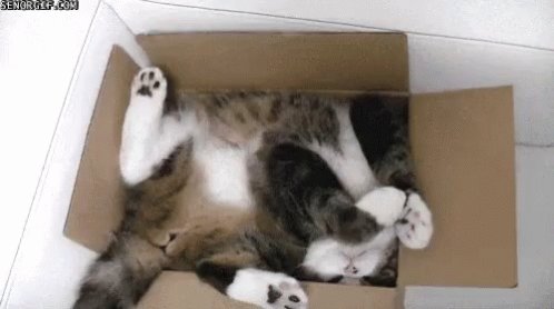 Cat Sleeping GIF