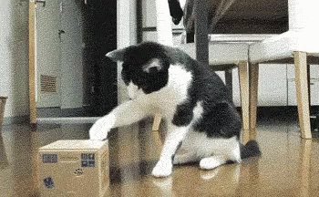 Cats Box GIF