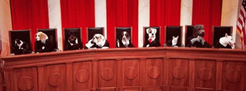 Dog Court Now In Session - Last Week Tonight GIF