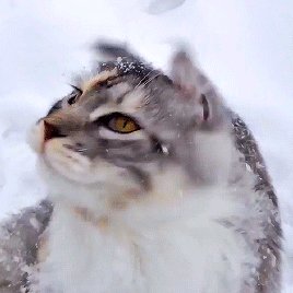 お耳プルプル！首をふる猫をスローモーション再生すると…？のサムネイル画像