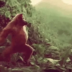 Monkey Dance GIF